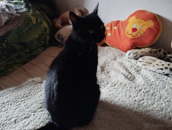 Darujeme mačičky - 2