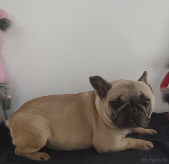 Francúzsky buldoček - 2
