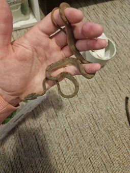 Corallus Hortulanus - 2