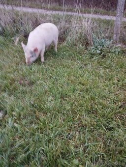 Vietnamske prasa - 2