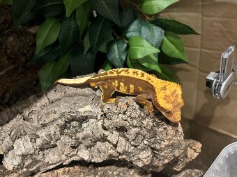 Predám terárium ZooMed s PAGEKONÓM RIASNATÝM (samec) - 2