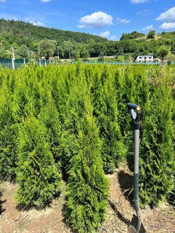 Tuja Smaragd AKCIA 160cm/10€ (dovoz celá SR) - 2