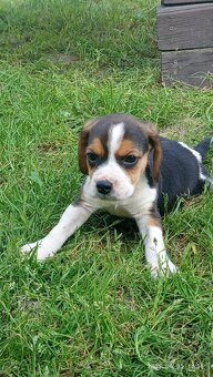 Predám Krasny Pes  Beagle - 2