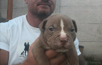 American bully - ch.s. Family Muscle Bullies - 2