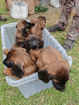 Bavorský farbiar - 2