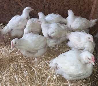 Predam brojler ross 308 - 2