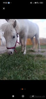 Predám poníka - 2