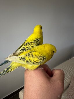 Andulky Maznačikovia krotke - 2