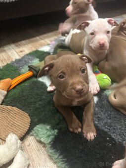 Americky pitbull terier - 2