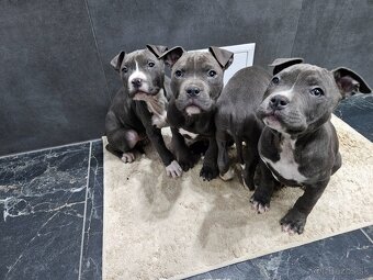 Americki staffordshire teriéra - Blue - 2