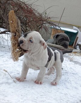 American bully XL - 2