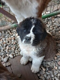 Moskovský strážny pes - 2