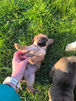 Šteniatka cavalier - 2