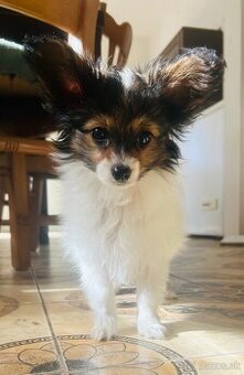 Krásny mini trikolórny papillon FCI sučka - 2