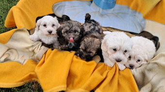 Maltipoo - 2