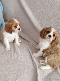 Cavalier, Cavalier king charles spaniel, kavalier - 2