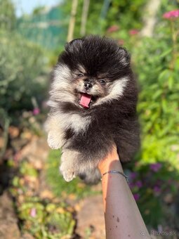 Pomeranian - 2