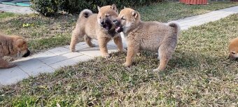 Shiba - 2