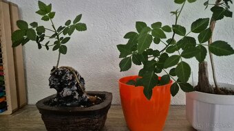 Bursera fagaroides - 2