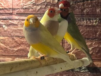 Amadina Gouldova - drobotina - 2