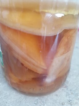 Kombucha huba - 2