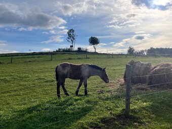 Predám 7 mesačného žrebca - 2