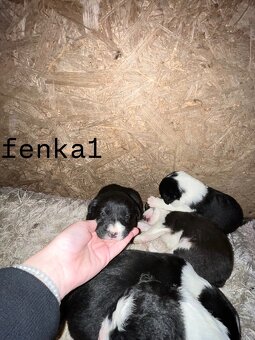 Predám šteniatka – Border kólia x mix (pracovní rodičia) - 2