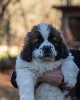 Moskovský strážny pes PP FCI - 2