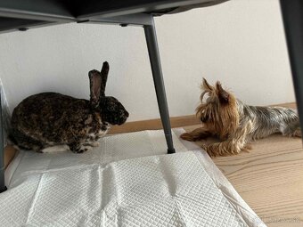 Predám králika Štrbský gepardí rex - 2