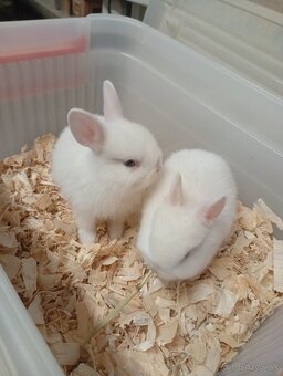 Hermelin zakrslý zajko - 2