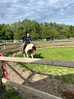 Predam kobylu 7 rokov - 2