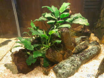 Anubias + koreň - 2