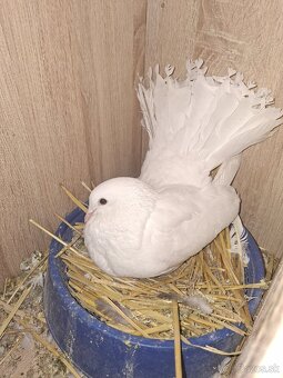 Predám holuby páviky - 2