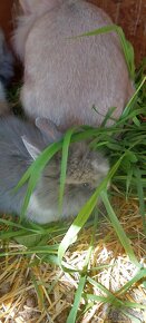 Zakrslý zajac , králik - 2