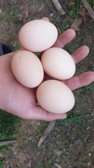 Plymutka biela veľká - 2