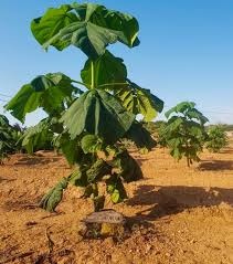 Paulownia- semena - 2