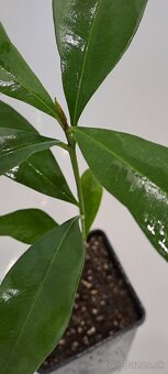 Jambolan-Syzigium cumini - 2