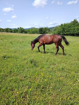 American Paint Horse - 2