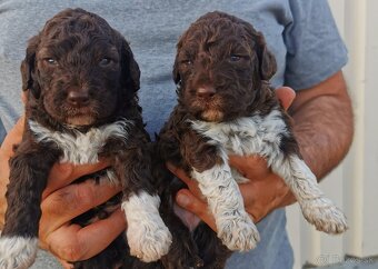 Lagotto Romagnolo steniatko - 2