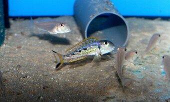 Xenotilapia Singularis - 2