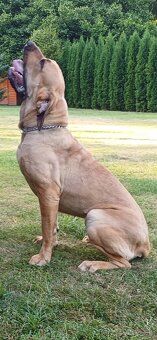 BRAZÍLSKA FILA (FENKA) - 2