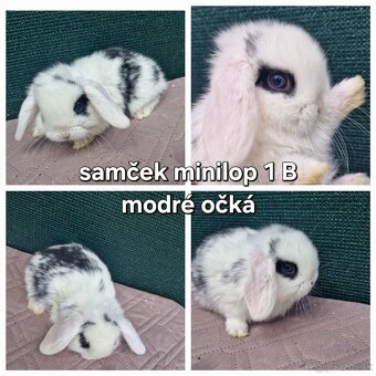 Minilop, zakrsly baranček, zakrsly kralik - 2