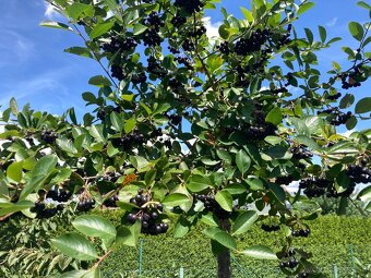 Aronia ciernoploda -plody - 2