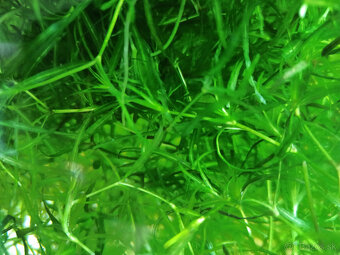 Plávajúce rastliny - 2