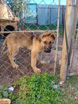 Nemecký ovčiak - 2