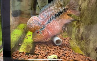 Flowerhorn Super Red Dragon - 2