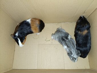 Morské prasiatka - 2