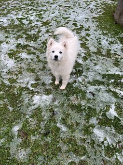 Predám psíka nemecký špic - 2