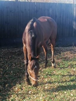 6 ročný valach - 2