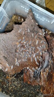 Armadillidium Klugii - 2